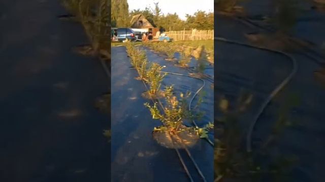 ГОЛУБИКА = 2023 смотреть онлайн