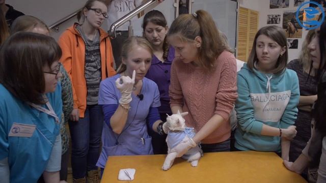 М. А. Войтеха в УЦ «Зоовет» | Офтальмологический осмотр - практика смотреть онлайн