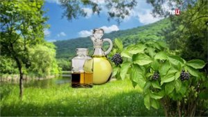 81 Элеутерококк от боли – полезный «чёртов куст»!