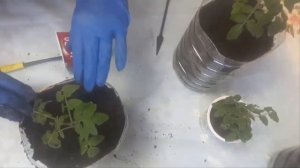 Томаты на подоконнике  для начинающих их выращивать.