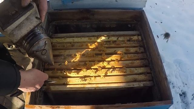 Пора утеплять пчел Внимание корма Пчеловодство и зимовка пчел смотреть онлайн