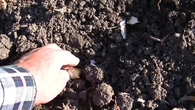 ЧЕСНОК ПОСАДКА ЗИМНЕГО ЧЕСНОКА или дачный фитнес смотреть онлайн