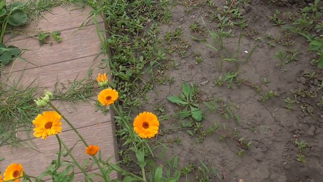 На огороде цветы календула цветёт смотреть онлайн