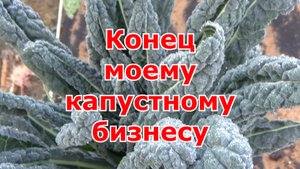 Результат моего маленького бизнеса по листовой капусте кале. Можно ли заработать на ЭКО-капусте.
