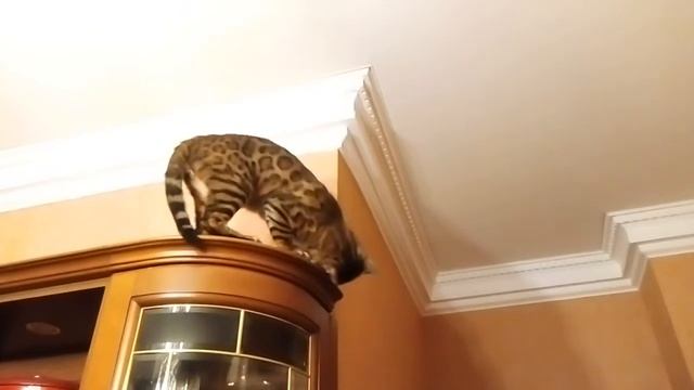 Кот под потолком, прыжок в конце Cat under the ceiling jumps at the end смотреть онлайн