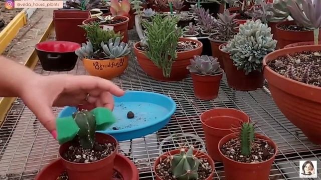 Кактусы - пересадка без заноз и уколов. Пересадка Кактусов - лайфхак.