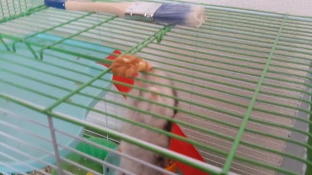 Мой хомяк грызет клетку. У моего хомяка клетка вкуснее чем орешки (=_=) смотреть онлайн