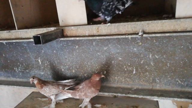 Птенцы зимой? какие лучше ? смотреть онлайн