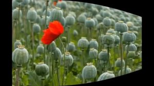 Маки по фен-шуй как талисманы, их свойства и значения