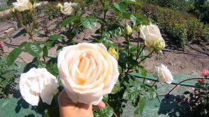 цветение роз 2021 новинки моего сада.