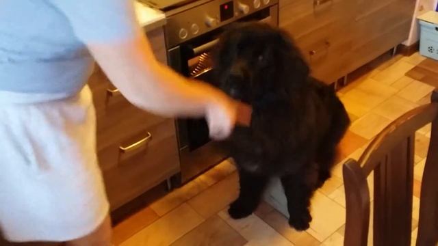 Ньюфаунленд подаёт лапу смотреть онлайн