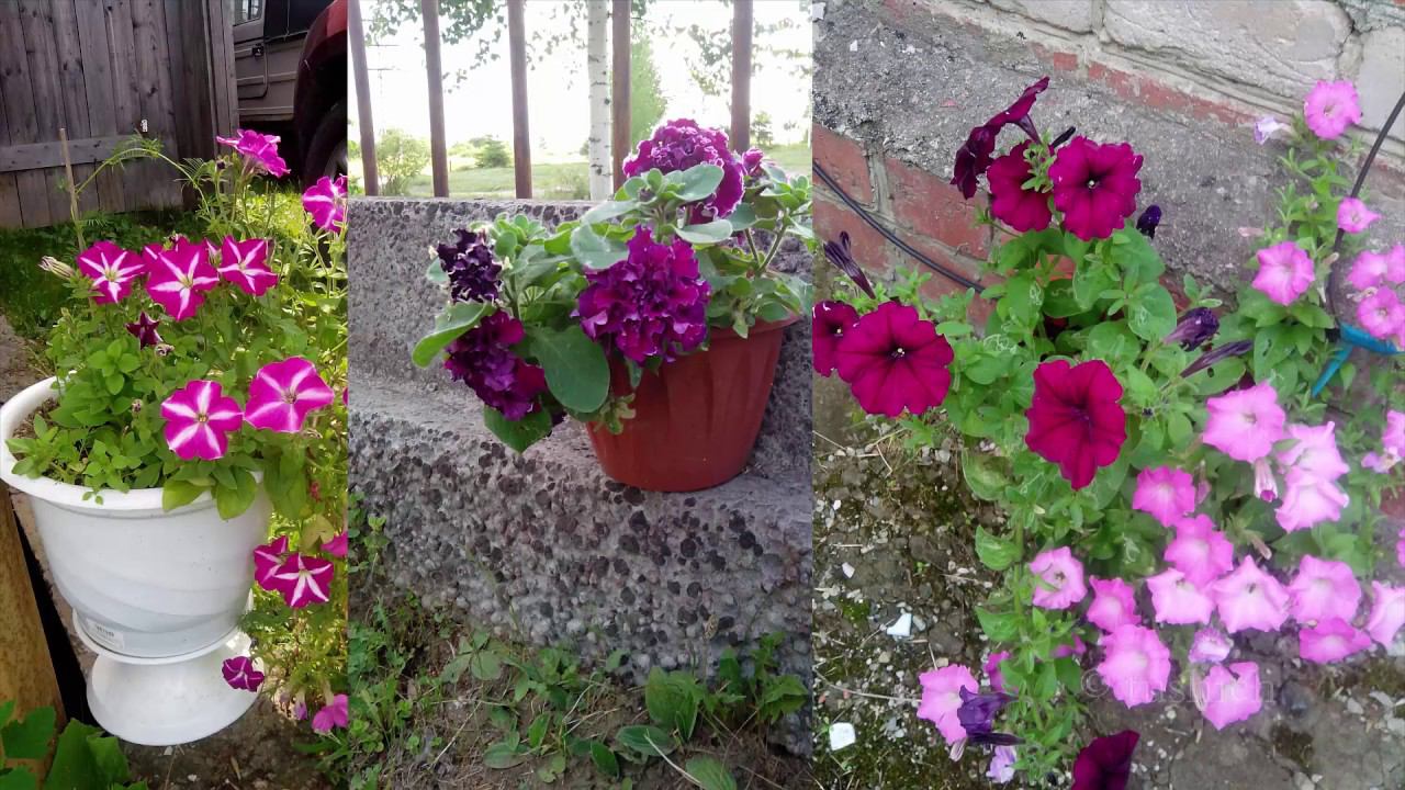 Вырастить рассаду петунии легко, справятся даже дети! смотреть онлайн