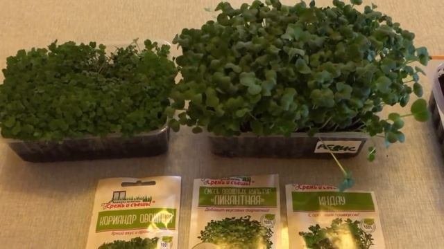 Выращивание микрозелени. В домашних условиях. Первый опыт!