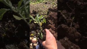 🍅 ПОМИДОРЫ! Высадка в открытый грунт!