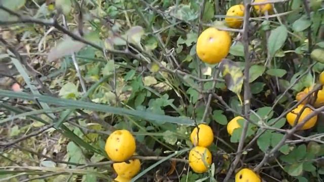 Айва японская /Хеномелис.Заготовка айвы на зиму. смотреть онлайн