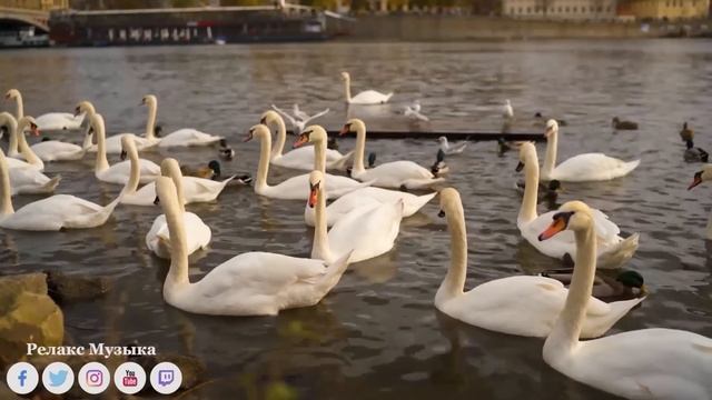 Зажигательные песни Аж до мурашек Остановись постой Сергея Чекалина...Эту музыку можно слушать вечн смотреть онлайн