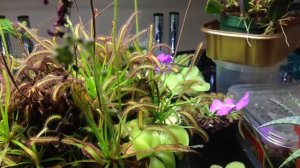 Carnivorous Plants Fly Traps, Sundews, Butterworts, update