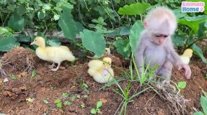 Baby monkey helps dad take care of ducks