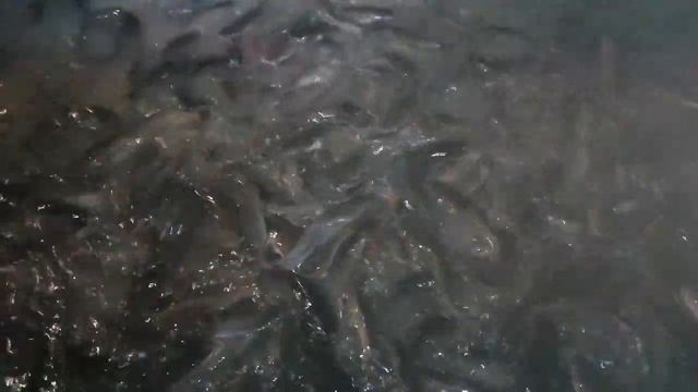 Африканский клариевый сом 70 дней со дня приезда.(ч1) смотреть онлайн