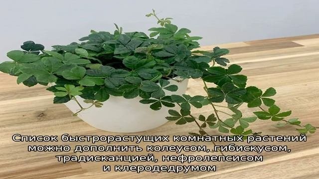 Быстрорастущие комнатные растения не заставят себя ждать