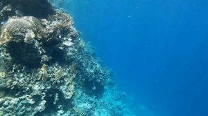 Обзор рифа 2021 Renaissance Sharm El Sheikh Golden View Beach Resort 5*