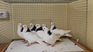 Чистопольские Голуби, Самки 2019 г.