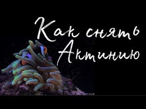 Как снять Актинию (3 способа) | Морской аквариум | Reef tank