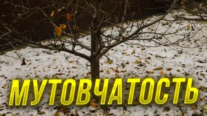 Остерегайтесь мутовчатых развилок на деревьях, что такое мутовчатость наглядно