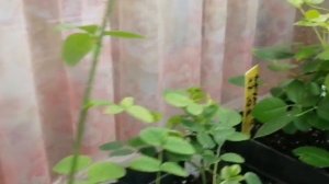 Розы из черенков зимуют на лоджии. Полила, удобрила.