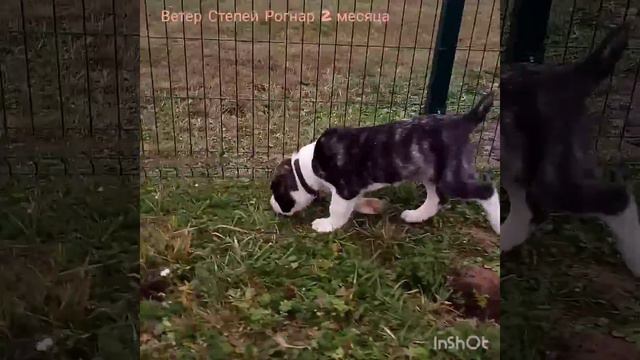 Питомник среднеазиатских овчарок Из Светостара смотреть онлайн