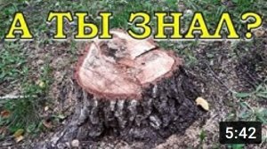 Как избавиться ОТ ПНЯ????