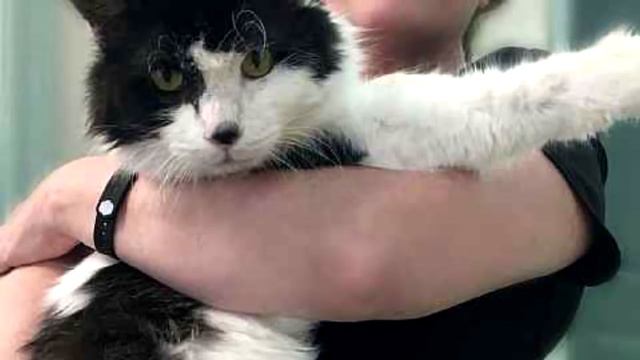 В квартире, полностью заваленной хламом, была переноска в которой уже два года страдал этот кот смотреть онлайн