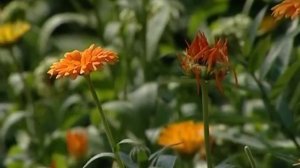 Удобрение фертика, от производства до применения.