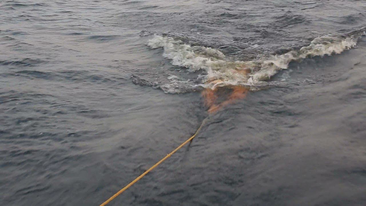 Буксировка на Ладоге на закате за яхтой смотреть онлайн