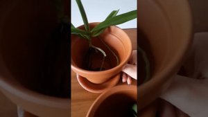 Ринхостилис гигантея (Rhynchostylis gigantea)  мой опыт- ссылка на полную версию ролика в описании
