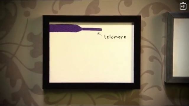 Сколько вам жить осталось_ [Veritasium](1080P_HD) смотреть онлайн