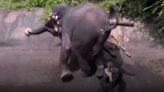 Жители Увидели Гигантского Зверя в Канале. Кто это Придумал - Настоящий Гений! смотреть онлайн