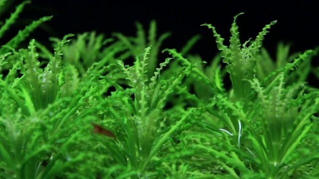 Pogostemon helferi - Pačule Helferova - Akvarijní rostliny | SURPAN.cz смотреть онлайн