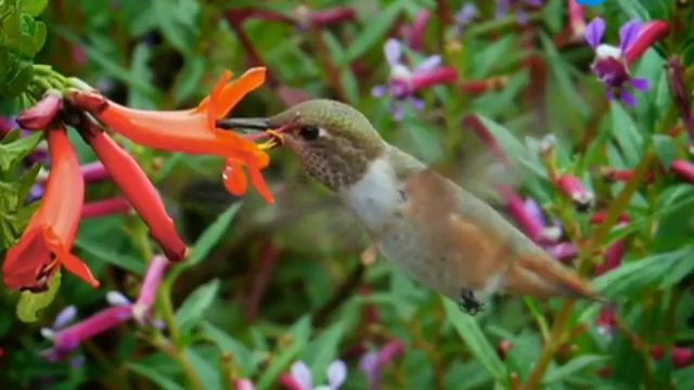 ДИКАЯ ПРИРОДА. УНИКАЛЬНЫЕ ФОТОГРАФИИ Животные