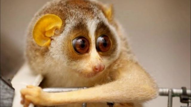 Очаровательный лемур лори смотреть онлайн