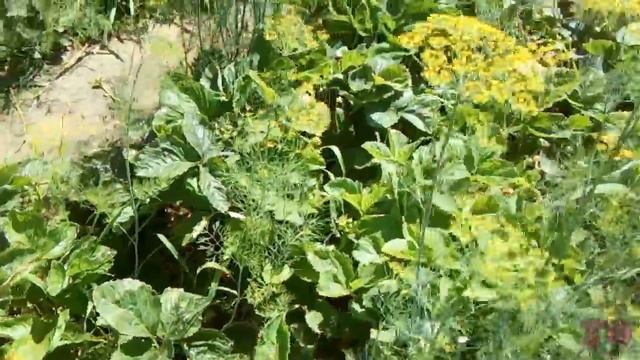 ОБЗОР ЛЕТНЕГО САДА, СБОР МАЛИНЫ 2018, СЛАДКАЯ ЯГОДА МАЛИНА смотреть онлайн