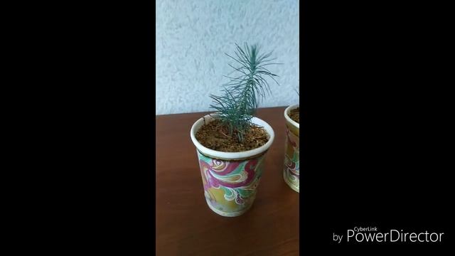 Кипарис Туя выращивание дома