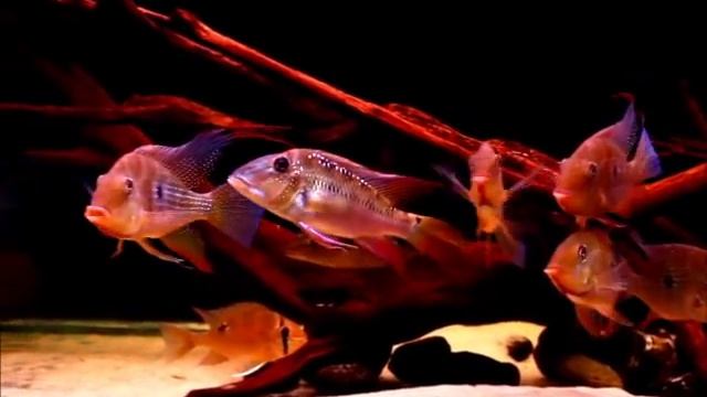 Acarichthys heckelii & co смотреть онлайн