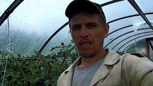 Капуста-борьба с насекомыми. Помидоры-чем опрыскиваем. Огород#7