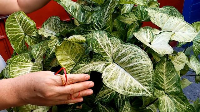 Syngonium o Singonio Planta Bellísima en Mi Jardincito