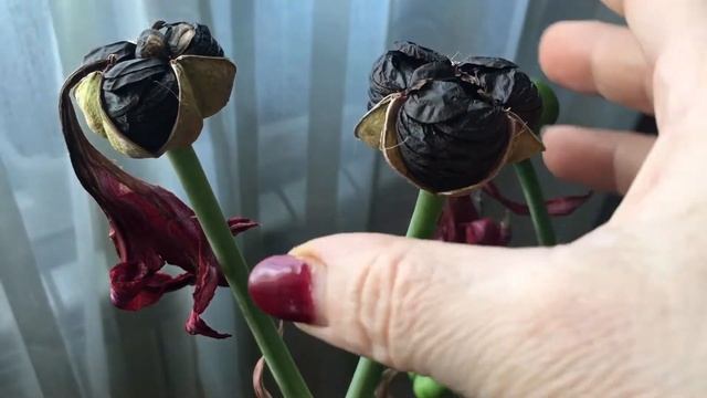 Следующий этап семян Гиппеаструма смотреть онлайн