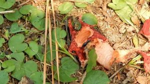 The Anemone Stinkhorn; It Looks Like Something From Another Planet