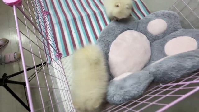Смешные и пушистые щенки. ? Белые щенки померанского шпица. Белый шпиц. Кремовые щенки шпица мини.