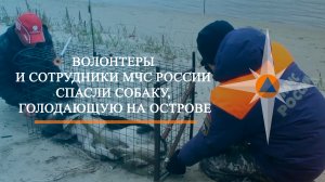 Волонтеры и сотрудники МЧС России спасли собаку, голодающую на острове