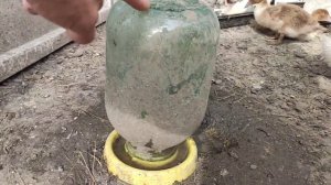 Плюс 12 суточных цыплят... 😉☺️ Породы - Мастер Грей и Гриз Сендри.